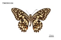 Papilio demoleus  Collection Image, Figure 6, Total 6 Figures